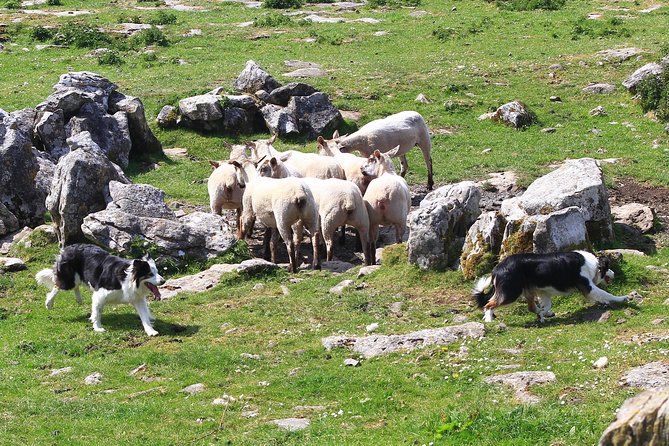 6-Day Magical Southern Explorer Small Group Tour - Day 5: Conor Pass and the Cliffs of Moher