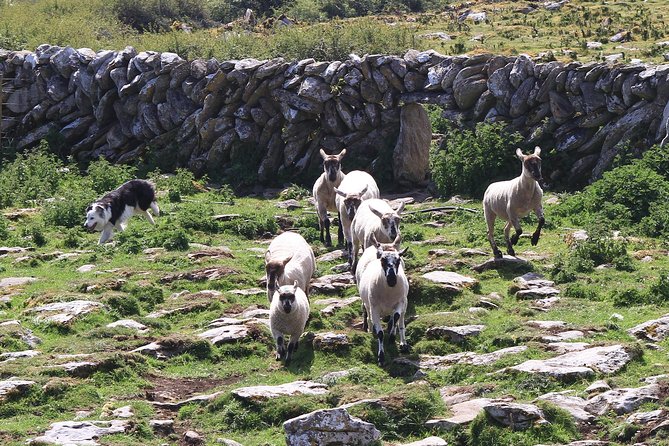 8 Day Emerald Explorer Small Group of tour of Ireland - Day 4: Slea Head, ancient sites, and Dingle Distillery