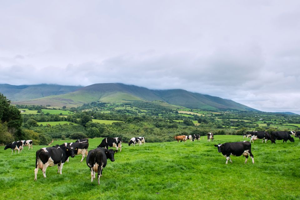 Cliffs of Moher and Blarney 2-Day Tour from Dublin - Day one: the Rock of Cashel and Cork