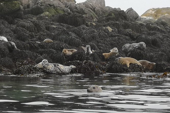Dublin Bay Seal Kayaking Safari at Dalkey - The $143.97 price and what you receive