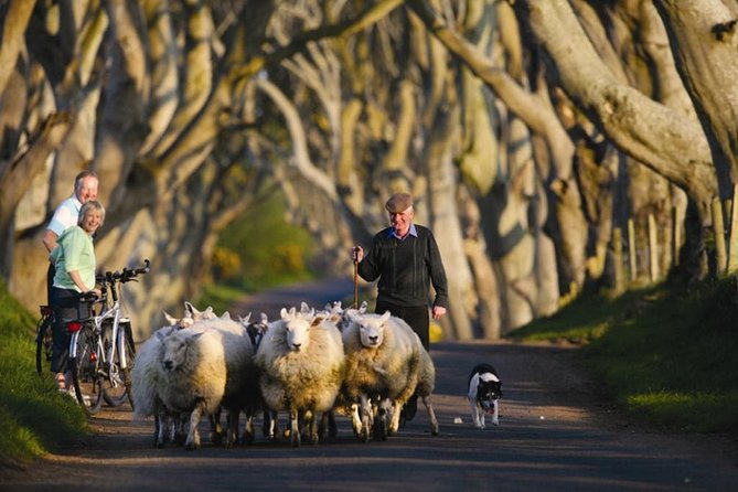 Dublin: Giant's Causeway, Dark Hedges, Dunluce and Belfast Titanic entrance fee - Giant’s Causeway, the main natural highlight
