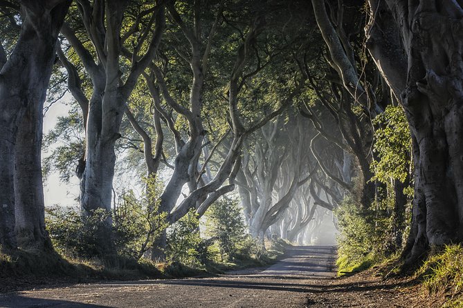 Dublin: Giant's Causeway, Dark Hedges, Dunluce and Belfast Titanic entrance fee - The Dark Hedges, a quick walk beneath old beech trees