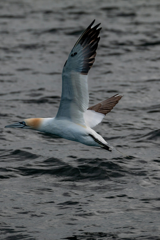 Dublin: History and Wildlife Boat Tour with Live Commentary - Why Dublin Bay is best seen from the water