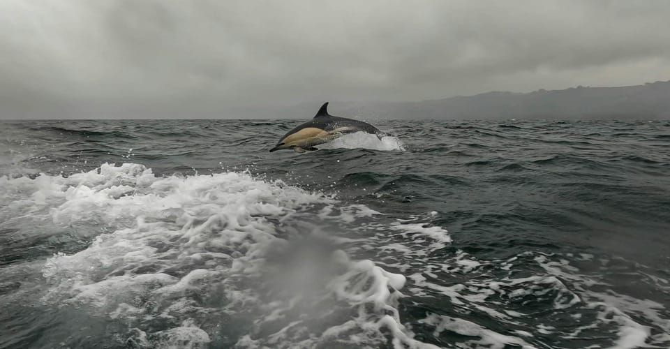 Dublin: History and Wildlife Boat Tour with Live Commentary - Finding Goat Boat Tours in Dun Laoghaire