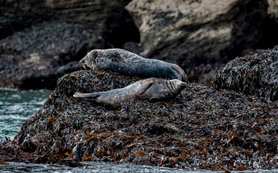 Dublin: History and Wildlife Boat Tour with Live Commentary - Dalkey Island, the main photo stop