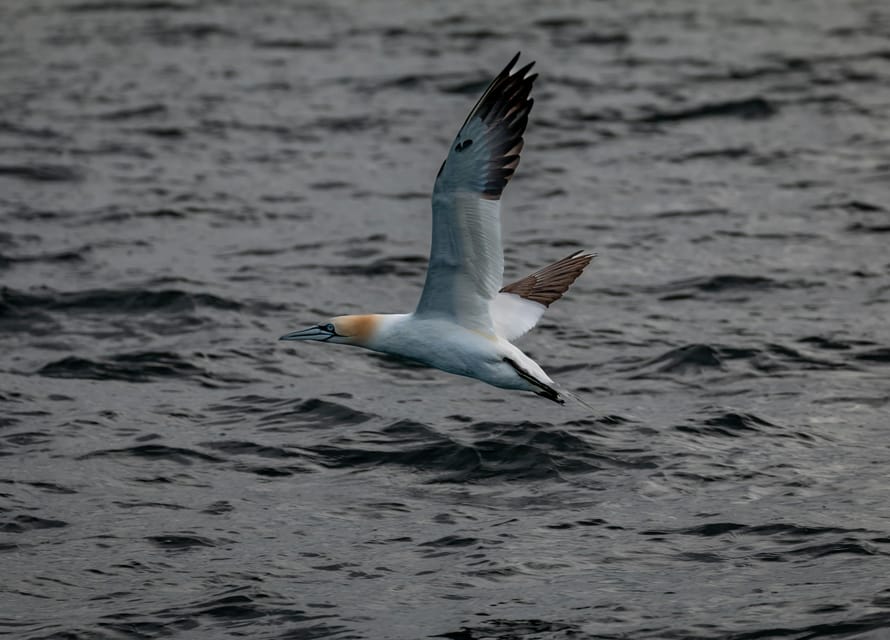 Dublin: History and Wildlife Boat Tour with Live Commentary - What the $56 price includes