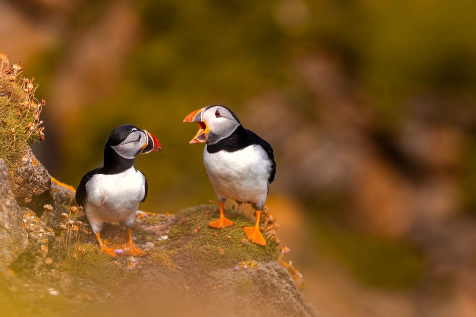 Dublin: Howth Coast and Ireland's Eye Boat Tour - Who will enjoy the Ireland’s Eye cruise most?