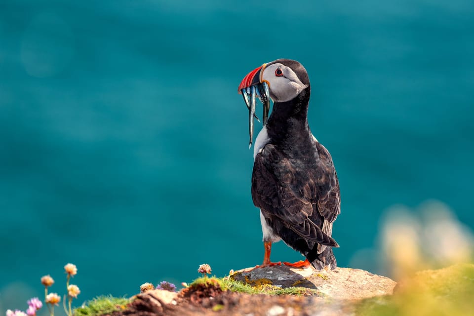 Dublin: Howth Coast and Ireland's Eye Boat Tour - Seals, puffins, porpoises, and the limits of wildlife watching