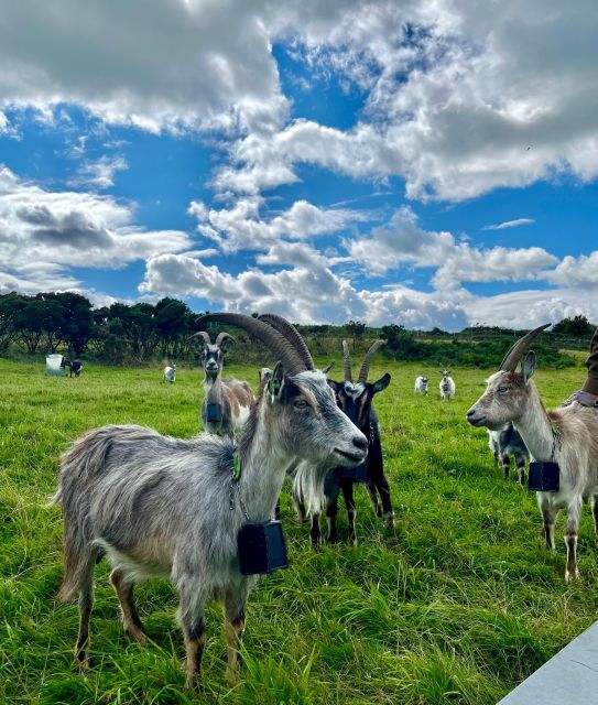 Dublin: Howth Safari Hiking Tour - Cliff viewpoints and Baily Lighthouse