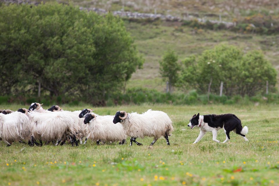 Dublin: Kilkenny, Wicklow & Glendalough Tour & Sheepdog Show - Key points to know before booking
