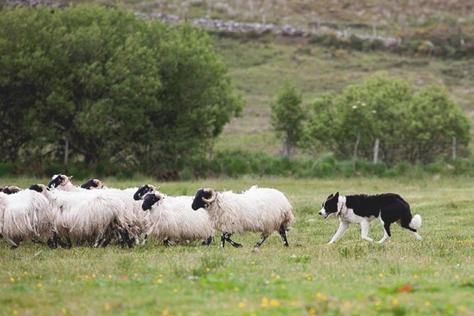From Dublin: Wicklow, Glendalough, Waterfall & Sheepdog demo - Glendalough, where ruins meet two quiet lakes