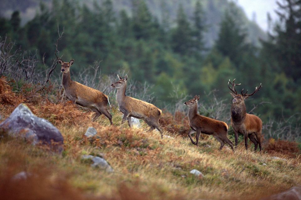 Ireland: 2 Day Wild Atlantic Way Tour - The long return to Dublin needs realistic expectations