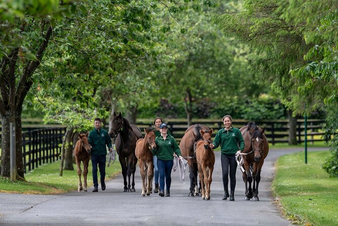 Irish National Stud & Gardens Skip the line Entrance - The Japanese Gardens deserve unhurried time