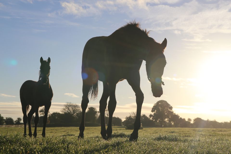 Kildare: Irish National Stud & Gardens - Why this Kildare horse farm is worth your time