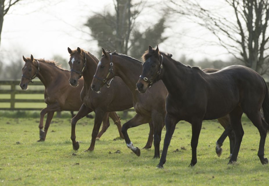 Kildare: Irish National Stud & Gardens - Meet the Living Legends of Irish racing
