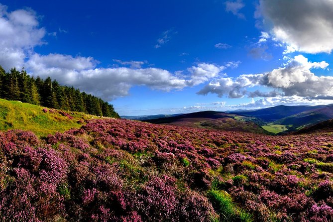 Kilkenny, Wicklow Mountains & Glendalough Day Tour from Dublin - The sheep farm: Ireland’s most personal stop