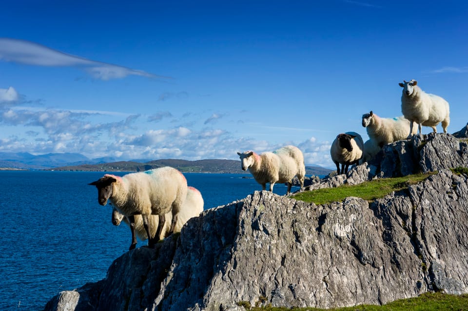 Private Wild Atlantic Day Tour from Cork - Kinsale and Clonakilty on Cork’s coast