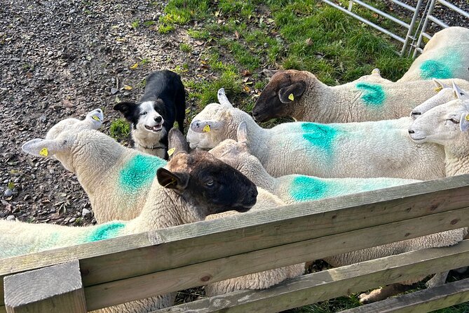 Sheepdogs in the countryside, authentic Dubliners city tour combo - Following the River Liffey through central Dublin