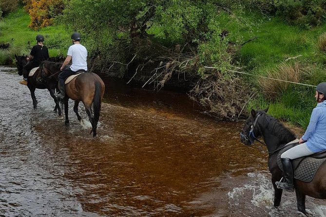 Wicklow Mountains Horse Trekking - Who should book this ride?